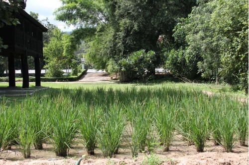 Long-Khao Pasang