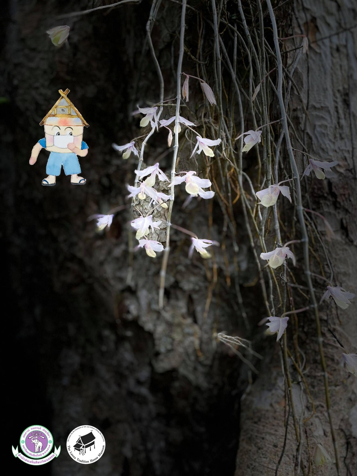 เอื้องงวงช้าง