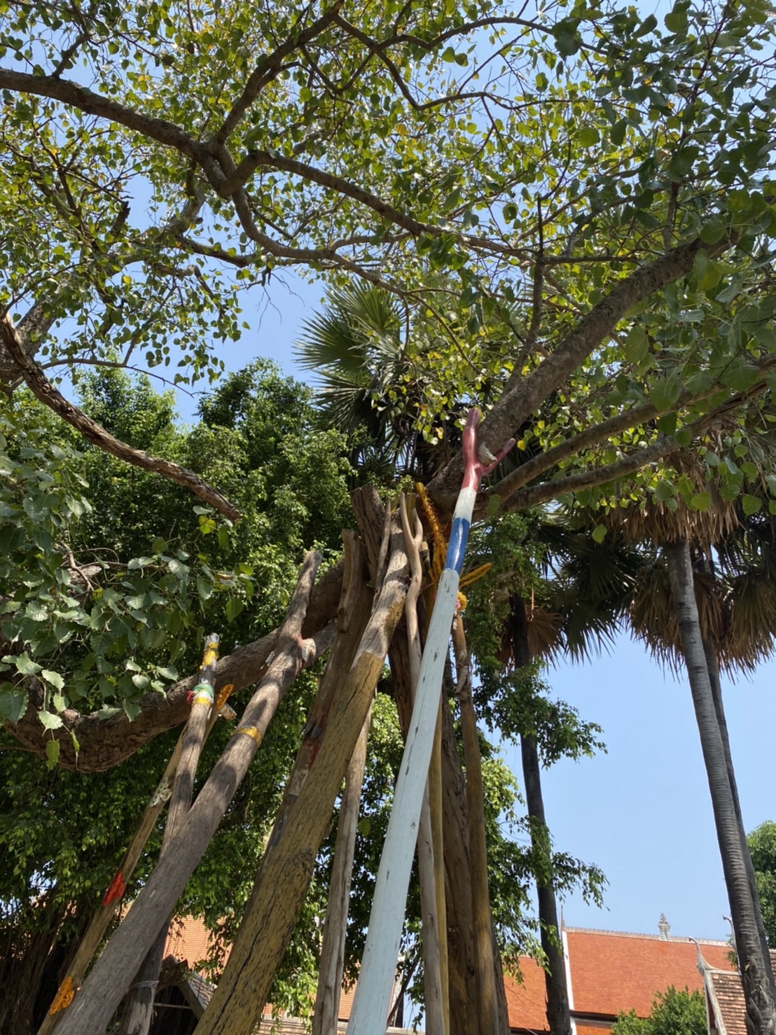 แห่ไม้ค้ำสะหรี 