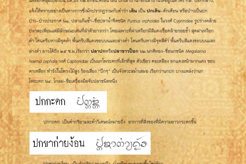 ปก ปกขาก่ายง้อน - 16 เมษายน 2562