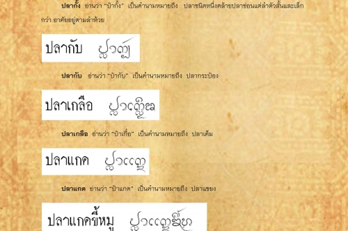 ปลากั้ง ปลาขาว - 11 มิถุนายน 2562