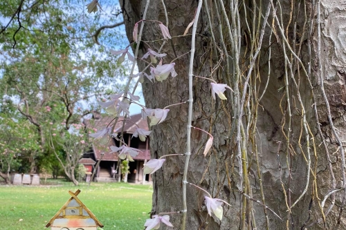 เอื้องงวงช้าง