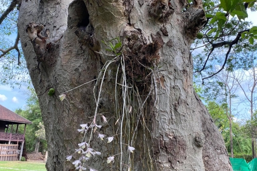 เอื้องงวงช้าง