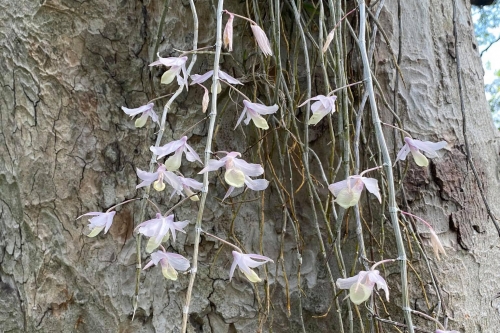 เอื้องงวงช้าง