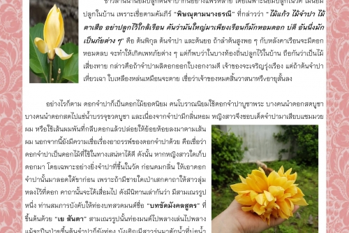 จำปา : ไม้คู่พุทธศาสนา - 14 ธันวาคม 2563