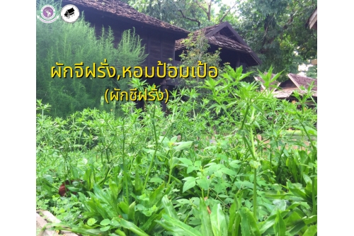 ผักกับลาบ 