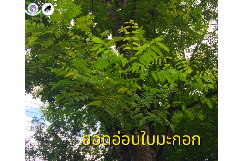 ผักกับลาบ 