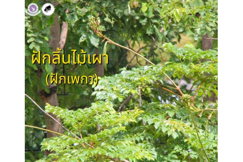 ผักกับลาบ 