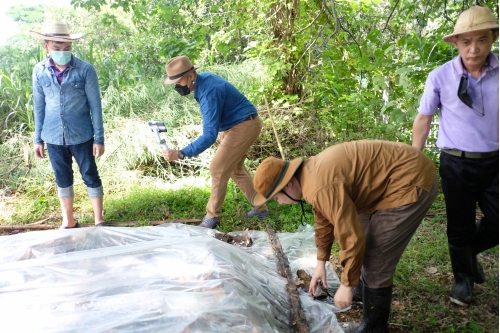 กิจกรรมพัฒนาหลุมปุ๋ยหมัก พิพิธภัณฑ์เรือนโบราณล้านนา สำนักส่งเสริมศิลปวัฒนธรรม มช.
