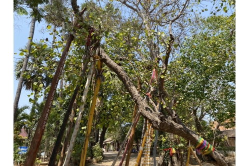 แห่ไม้ค้ำสะหรี 