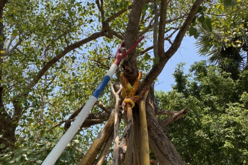 แห่ไม้ค้ำสะหรี 