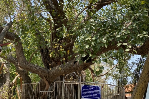 แห่ไม้ค้ำสะหรี 