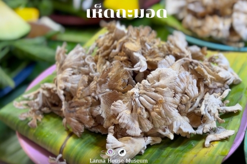 รวมเห็ดในฤดูฝน